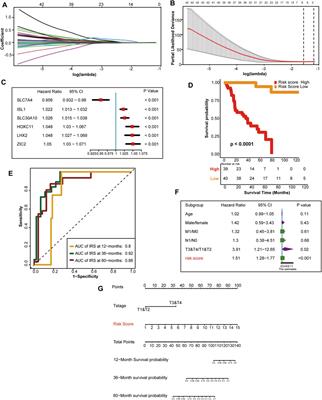 A hypoxia risk score for prognosis prediction and tumor microenvironment in adrenocortical carcinoma